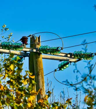 Vegetation near a utility line