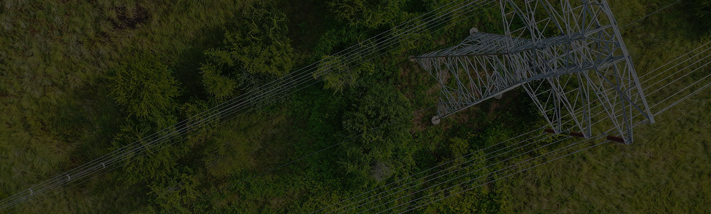 Vegetation growing near power lines