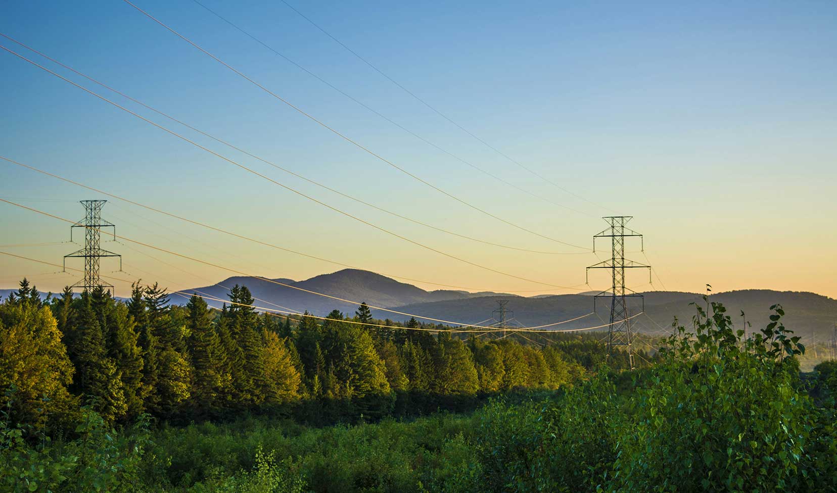 Power lines in a field of greenery