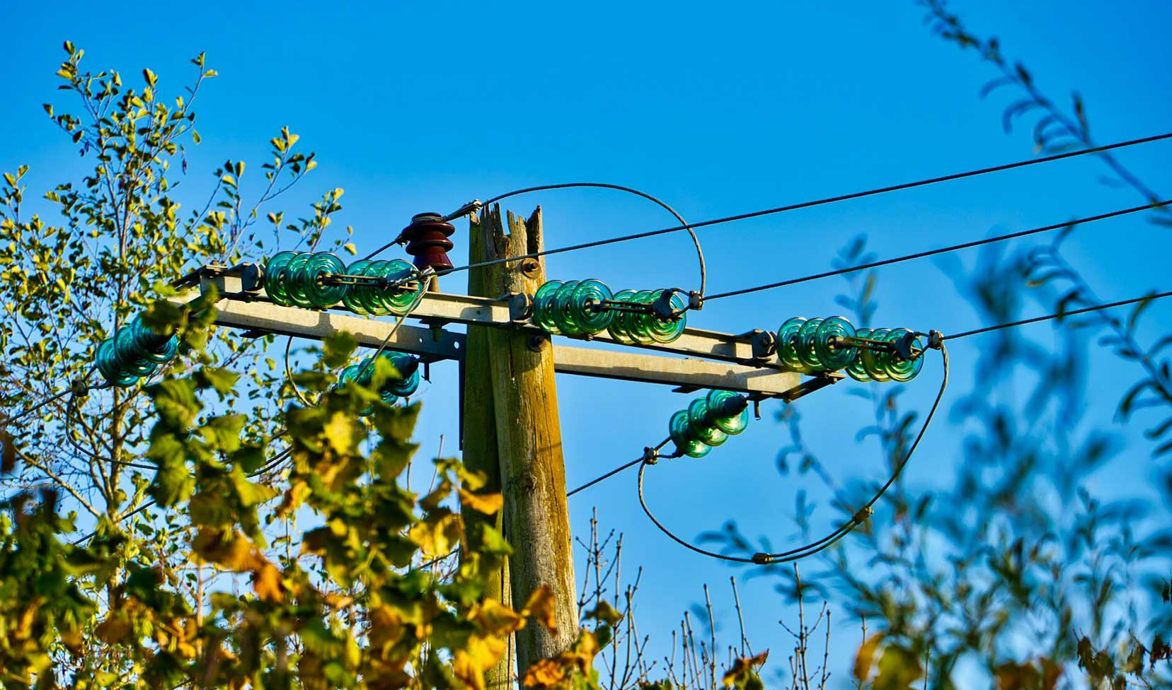 Vegetation near power lines
