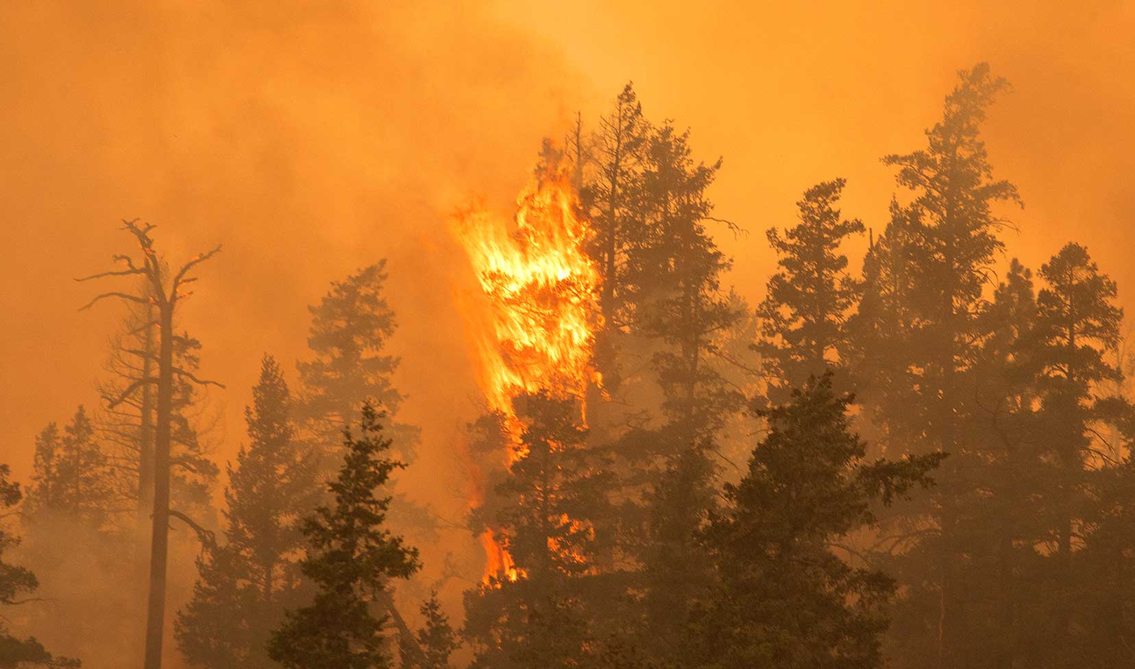 fire in the top of a tree