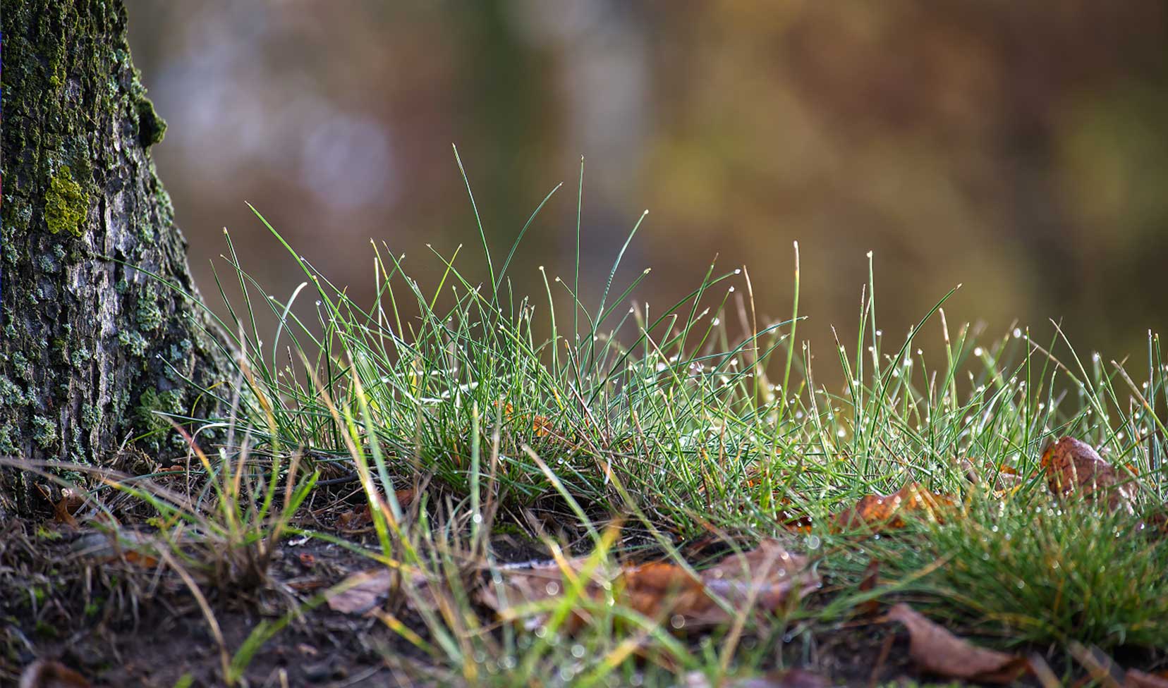 Dew on grass in a forest