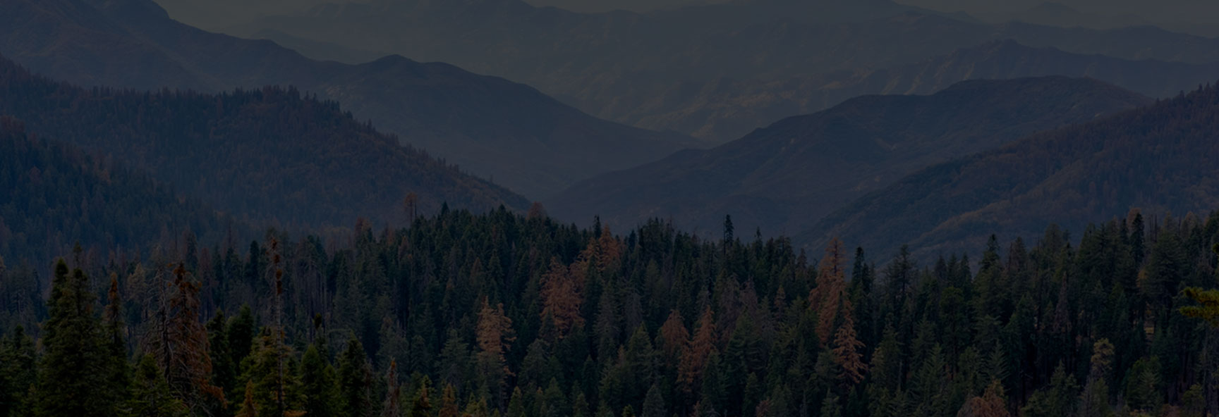 California Forest